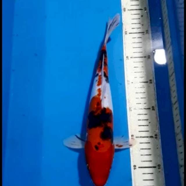 SANKE DOITSU 30 CM