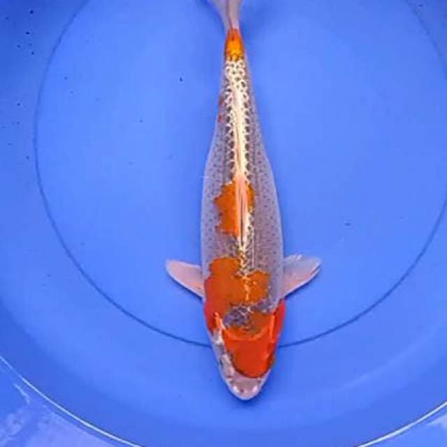 Goshiki 36 cm