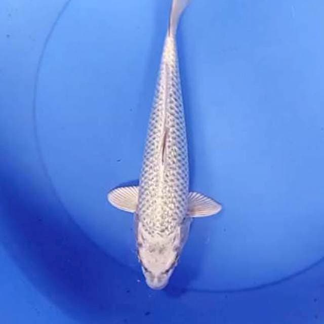 Mukashi ginrin 30 cm