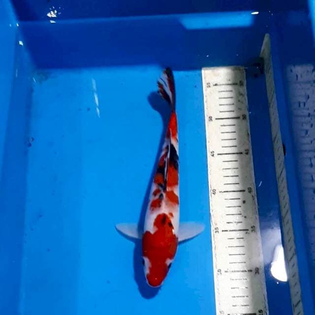 SANKE 27 CM