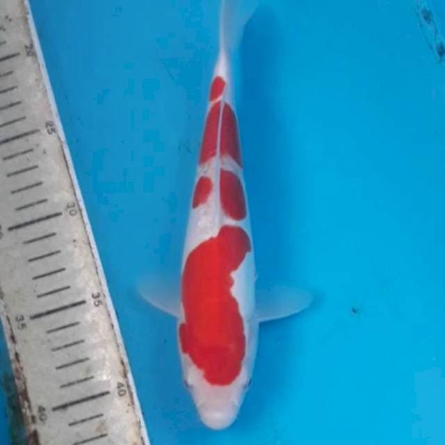 Kohaku Doitsu