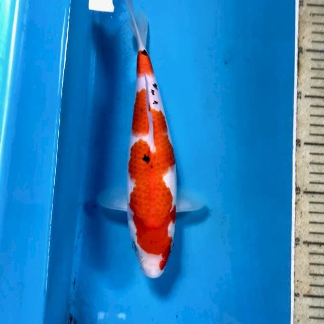 Sanke, 27 cm