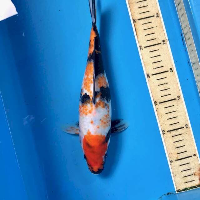 Showa Kanoko, 29 cm