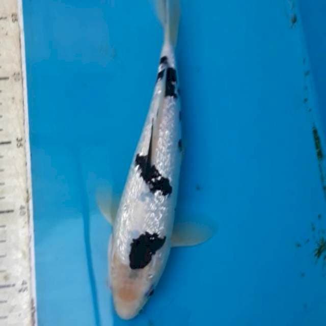 Bekko Ginrin 25 cm