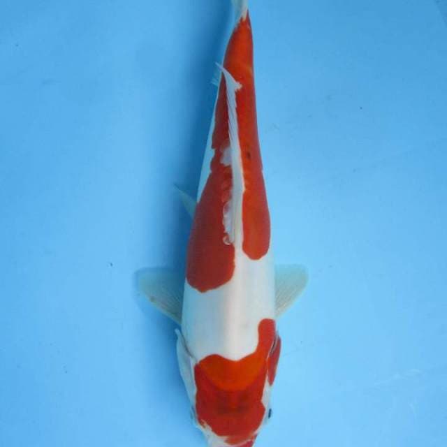 DOITSU ~25 cm