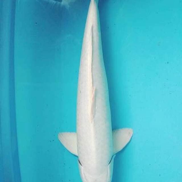 Platinum 45cm jantan