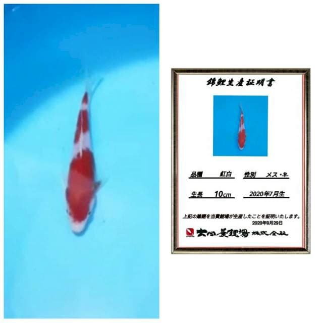 Kohaku 15bu import