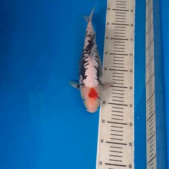 Tancho Kumonryu 🥰🥰