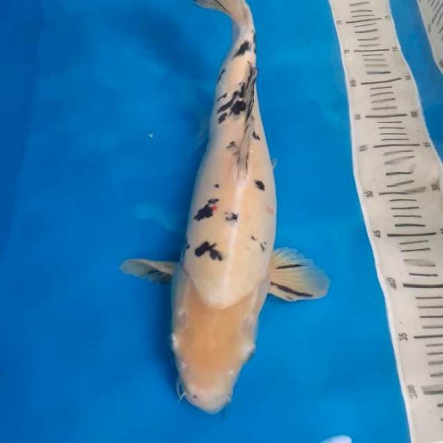 Bekko * sapi