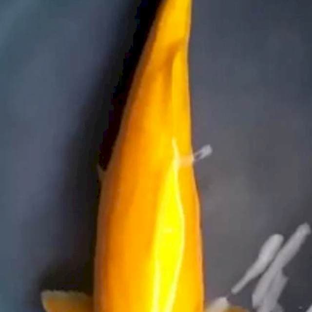 KARASHI JUMBO 38 Cm