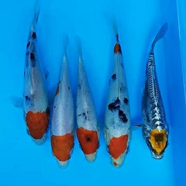 Tancho army kohaku,sanke,kiko 14-16cm