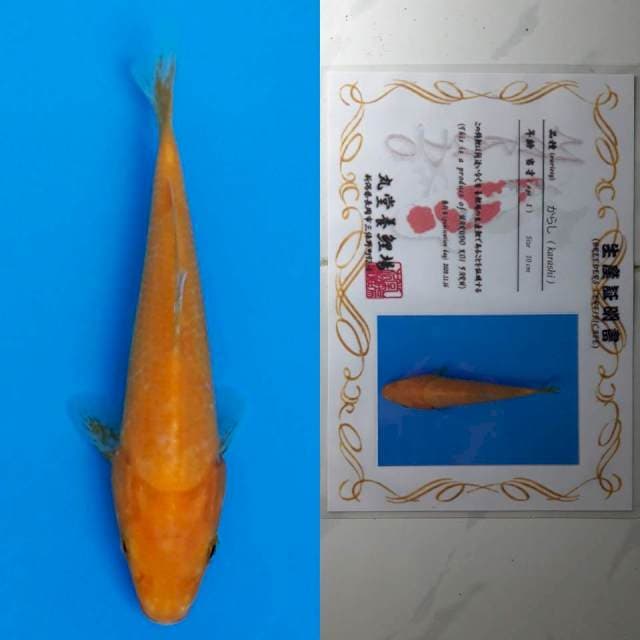 spesial red karashi marudo 12cm serty