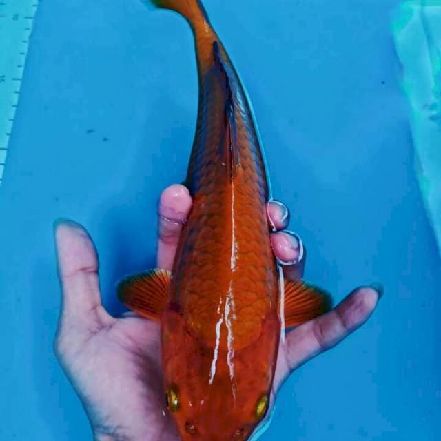 tembaga