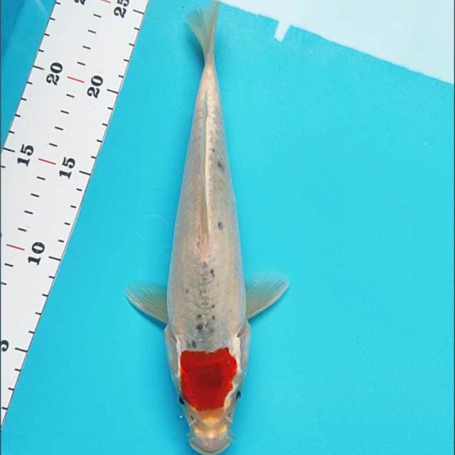 Tancho goshiki 25cm