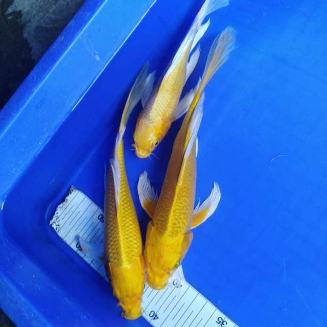 Yamabuki kumpay
