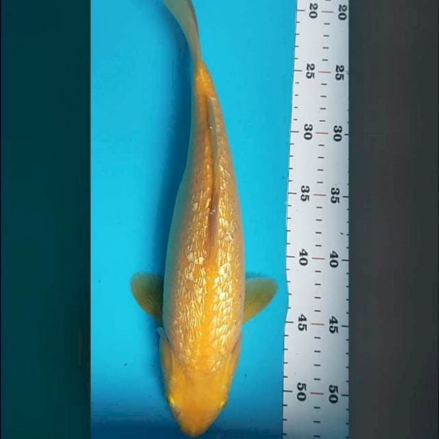 Karashi punuk 33cm