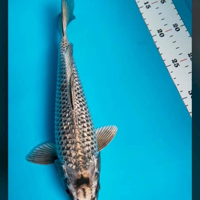 Silver ginrin 29cm male