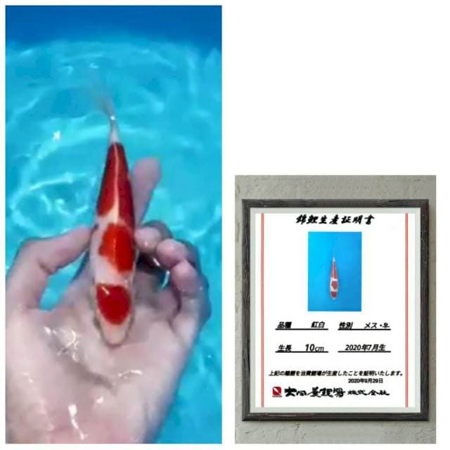 Kohaku import bulky merah pekad