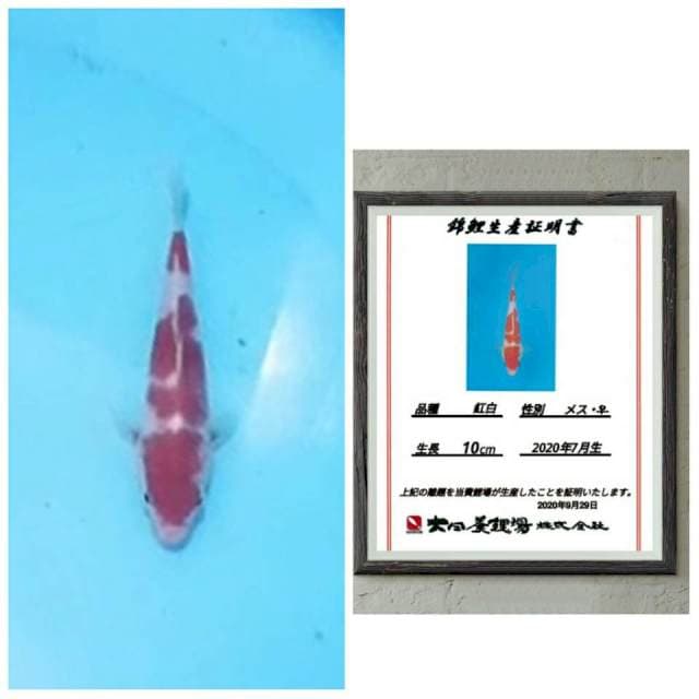 Super sq kohaku dainichi 15bu bulky super red