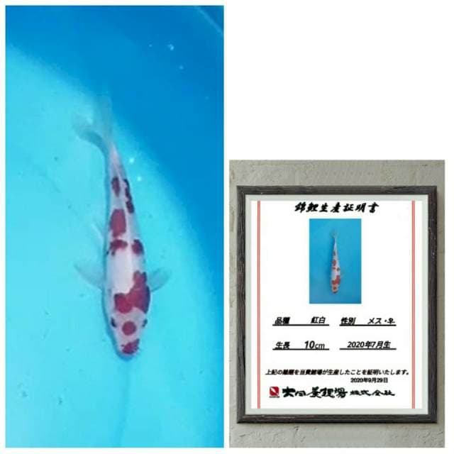 Kohaku import bentol2 15bu