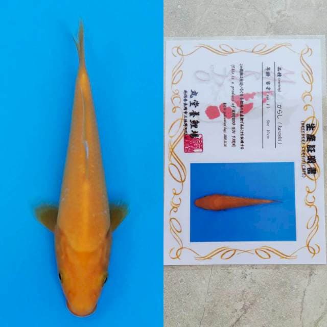 spesial red karashi marudo 13cm serty