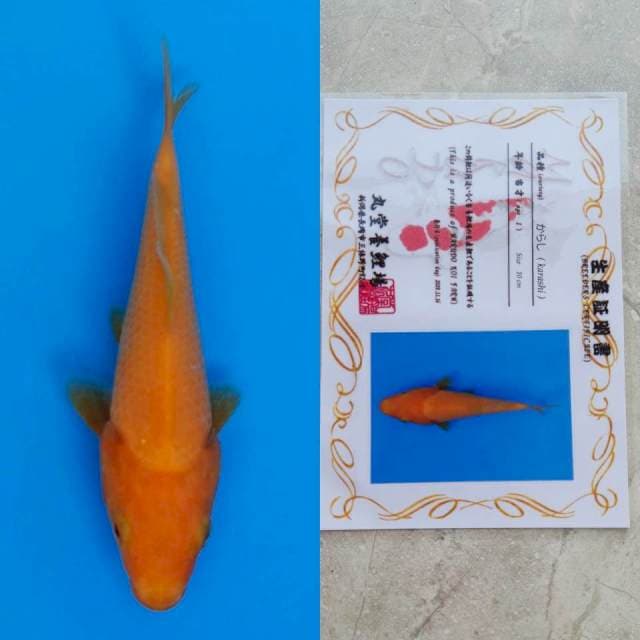 spesial red karashi marudo 12cm serty