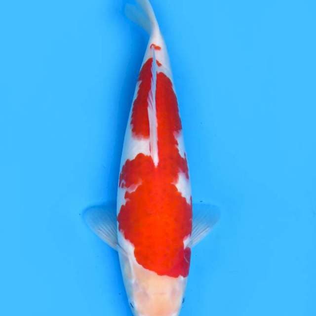 40cm , JT Kohaku F1