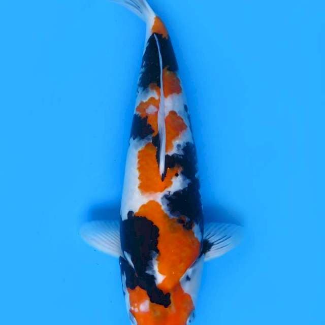 41cm , Super Showa Tategoi