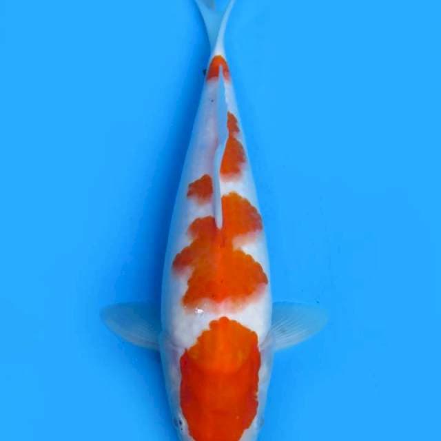 31cm , Maruten Kohaku
