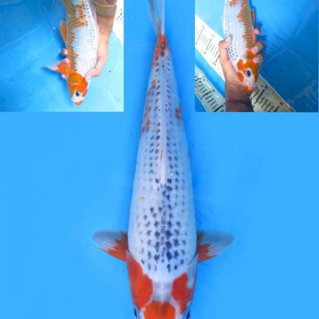34cm , Original Maruten Asagi