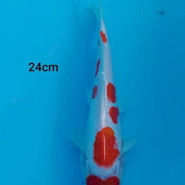 Kohaku