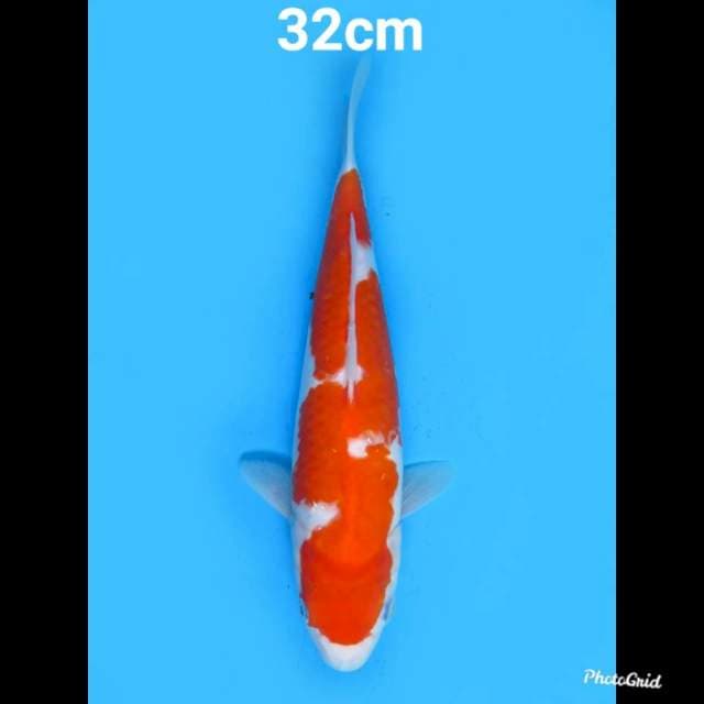 Kohaku Koleksi , 32cm