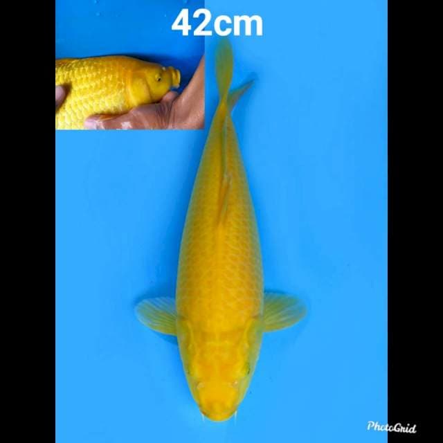 Good Body Karasigoi , 43cm