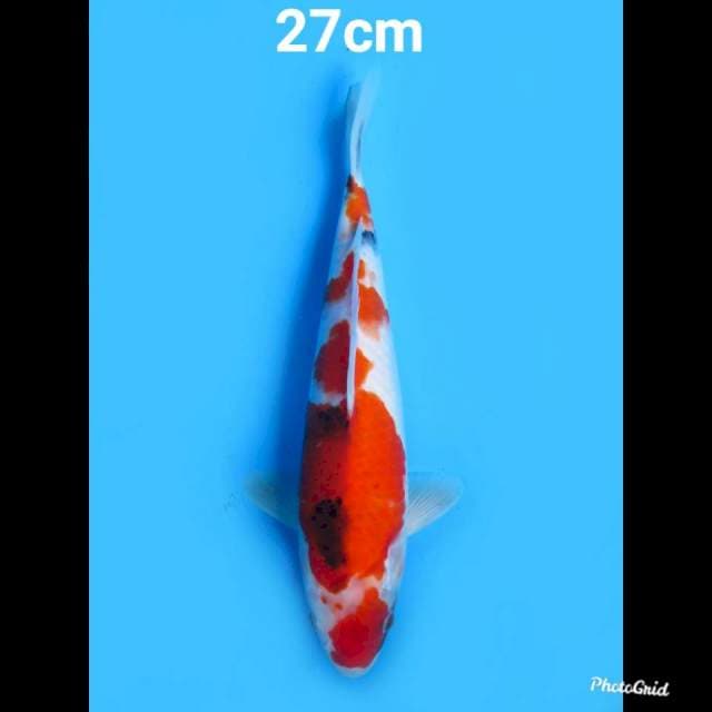 Kindai Showa Tategoi , 27cm