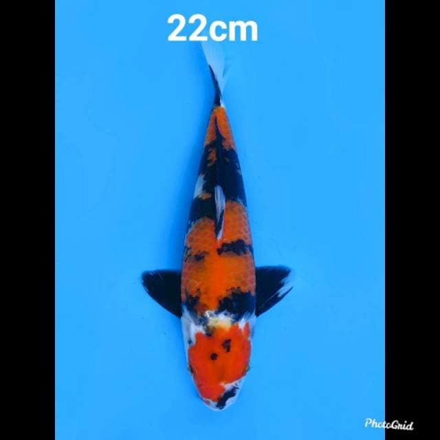 Maruten Showa Calon Strong 22cm