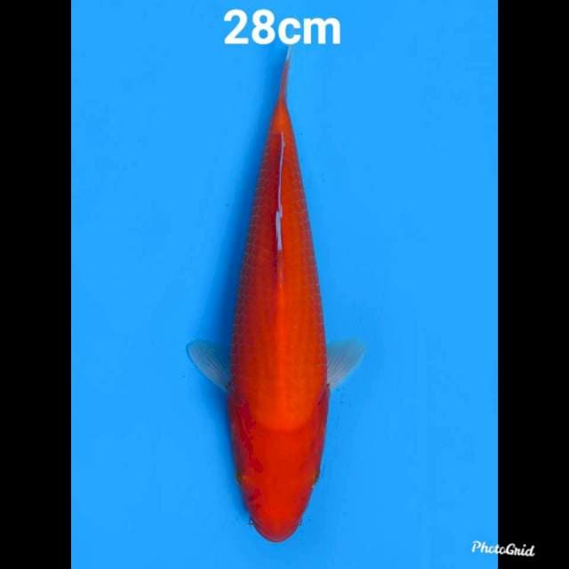 Aka Hajiro Merah Calon Tebel , 28cm