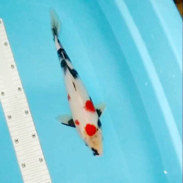 31cm