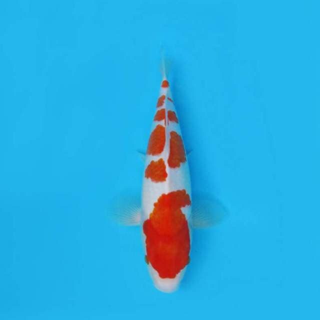 KOHAKU F1 JUMBO TOSAI