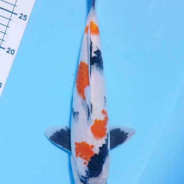 showa 35 M