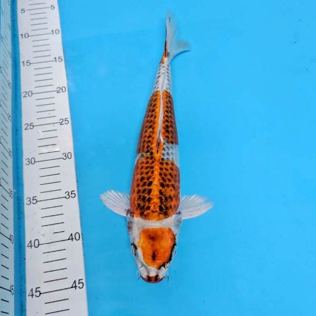 35cm, MARUTEN KUJAKU JANTAN