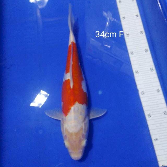Kohaku doitsu 34cm