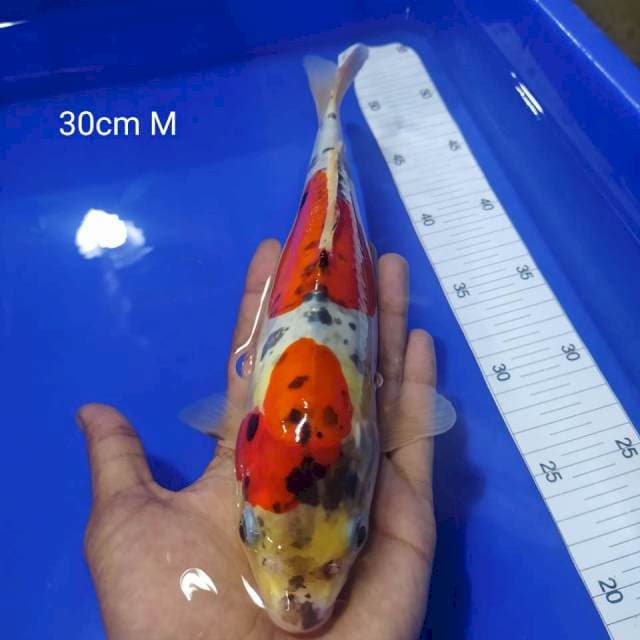Kiko 30cm