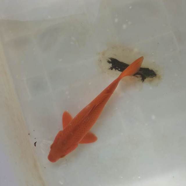 Si penjinak kolam tembaga