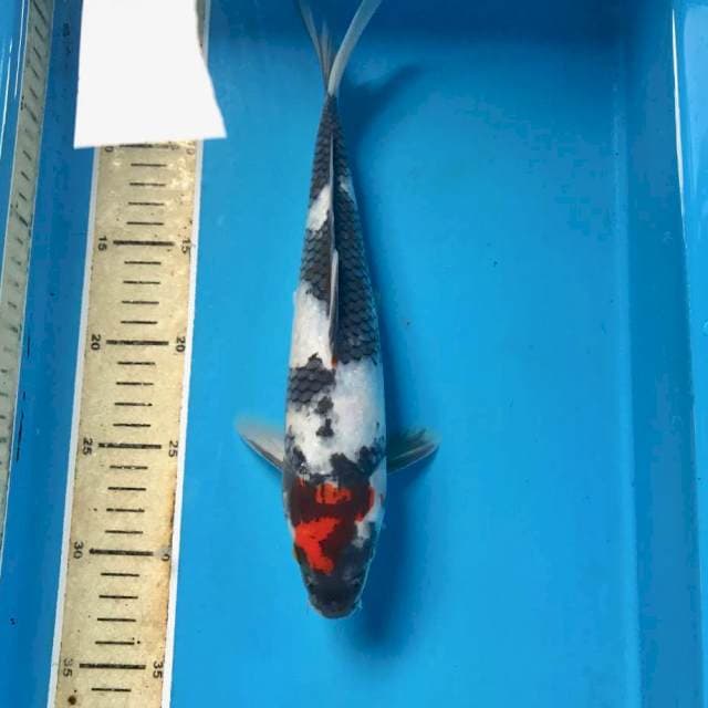 Tancho Showa, 30 cm
