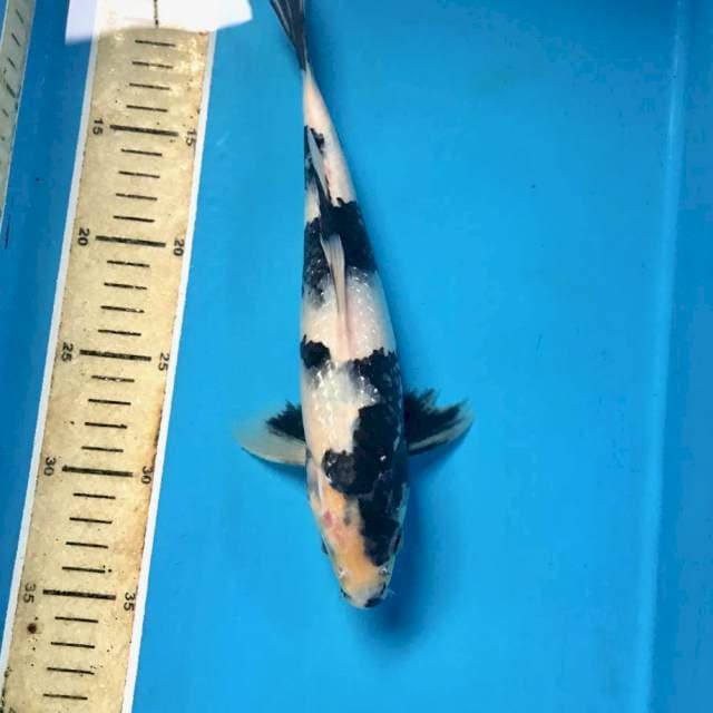 Shiro, 26 cm