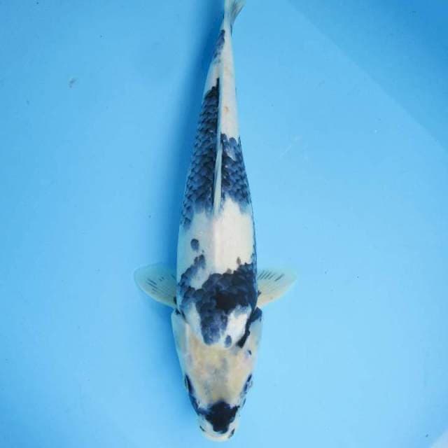 Tategoi Shiro -35 cm