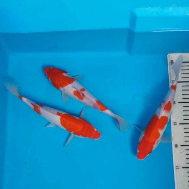 Mix kohaku 3 ekor