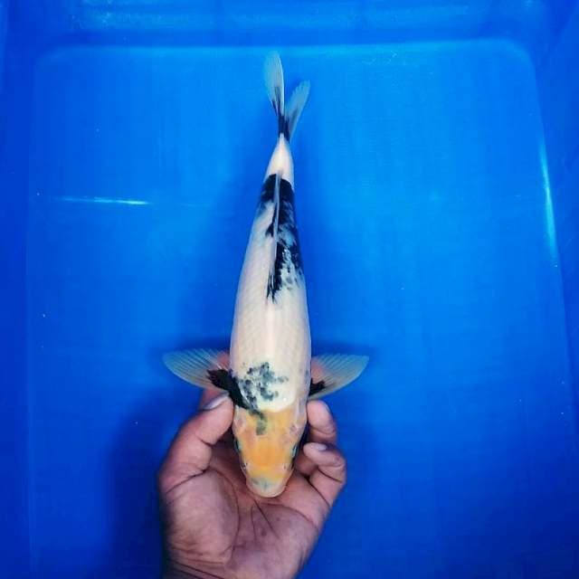 Shiro 30cm
