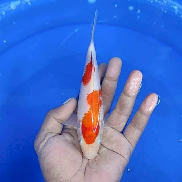 Kuhaku / 17 cm