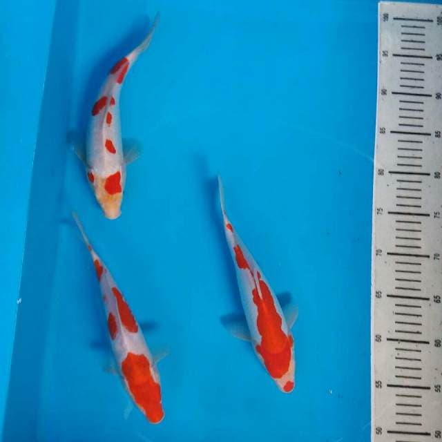 Mix kohaku doits 3 ekor